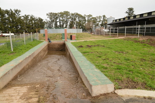 Reciclaje del estiercol en tambo