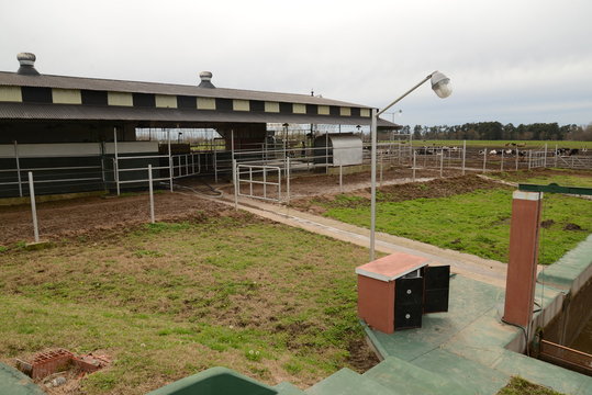 Reciclaje del estiercol en tambo