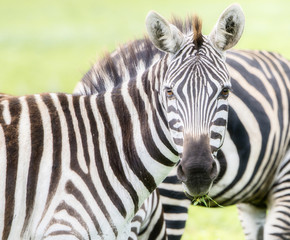 Fototapeta na wymiar Wild Burchell's Zebra on the Serengeti in Tanzania
