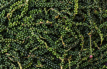 Bunch of raw fresh black peppercorns. Green pepper seeds. Background