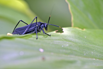 Insect on the green leaf sighted in Atlantic Rainforest