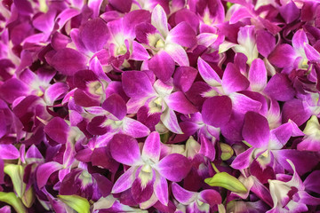 Beautiful purple orchids natural background. Flower market at Bangkok, Thailand