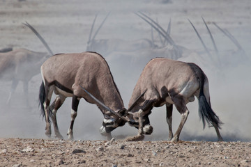 Male Oryx Sparing, Etosha National Park, Namibia
