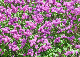 Blooming varietal selection lilac (Syrigna vulgaris). The sort of 
