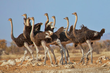 Ostriches, Etosha National Park, Namibia - obrazy, fototapety, plakaty