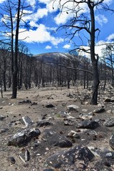 Strawberry Creek Fire Great Basin National Park