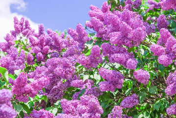 Blooming varietal selection lilac (Syrigna vulgaris). The sort of 
