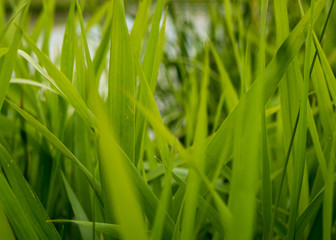 Fototapeta na wymiar Grass 2