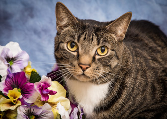 Pretty Tabby Tom -Proceeds to Humane Society