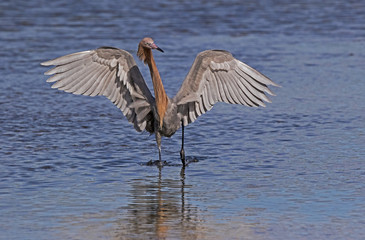 Reddish Egret (Egretta rufescens) displaying  while hunting for food at Fort Desoto Park near St. Pete Beach, Florida.
