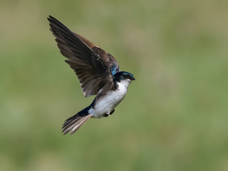 Tree Swallow in Flight on Green Background