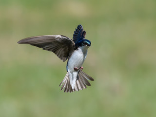 Tree Swallow in Flight on Green Background