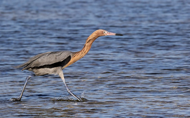 Reddish Egret (Egretta rufescens) running through water 