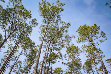 Pine Tops