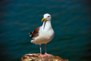 Sea Gull