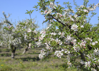 Blooming apple orchard. Adult trees bloom in the apple orchard. Fruit garden