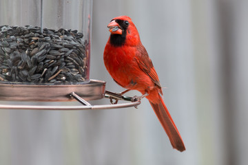 A Cardinal red bird eating seed at a bird feeder. - 146558468