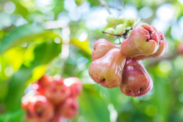Ripe apple fruit