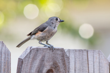 Tufted titmouse bird on a wood fence.