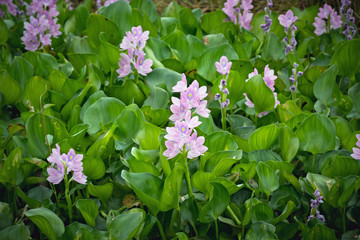 The purple blooming in the garden.