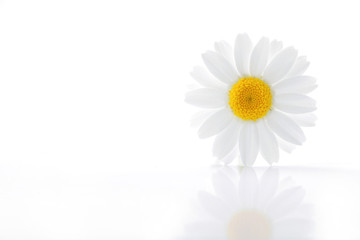 white daisy flower isolated #2