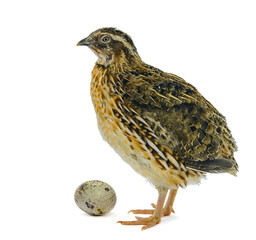Quail hen and egg isolated on white. Domesticated quails are important agriculture poultry