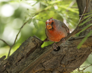 Cardinal in Desert Museum, Saguaro National Park, Arizona