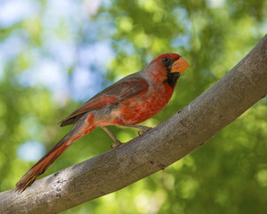 Cardinal in Desert Museum, Saguaro National Park, Arizona
