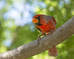 Cardinal in Desert Museum, Saguaro National Park, Arizona