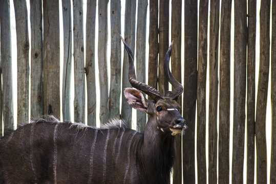 Nyal bull game capture