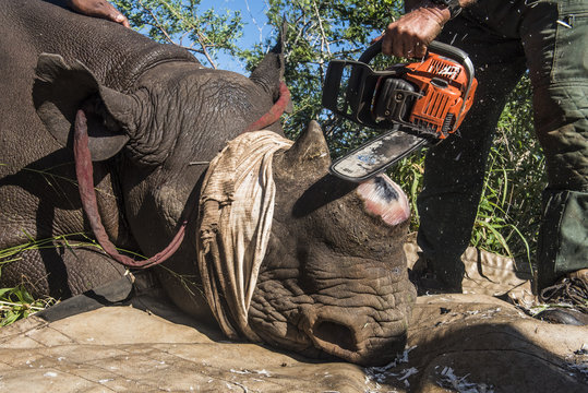 Dehorning Black Rhino for conservation