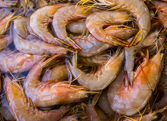 fresh prawn in the market