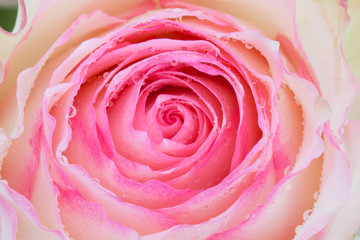 Fototapeta na wymiar Close up of pink rose and water drops.