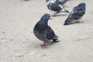 Japanese pigeon