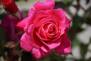 Rosa roja del sur de chile