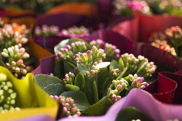 Flower market with purple and green background