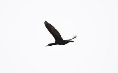 Cormorant