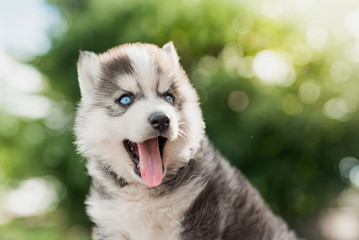 siberian husky puppy with bokeh sunlight background