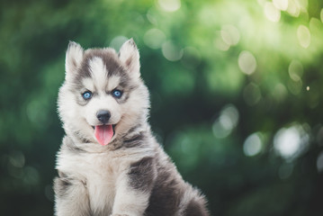 siberian husky puppy with bokeh sunlight background