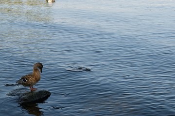 琵琶湖の水鳥