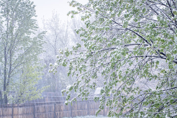 springtime snowstorm in Colorado