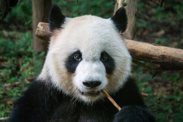 Giant panda eating bamboo
