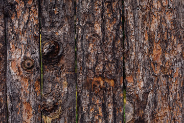 Obraz premium Texture bark of pine tree closeup