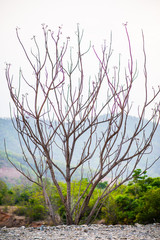 Obraz premium tree