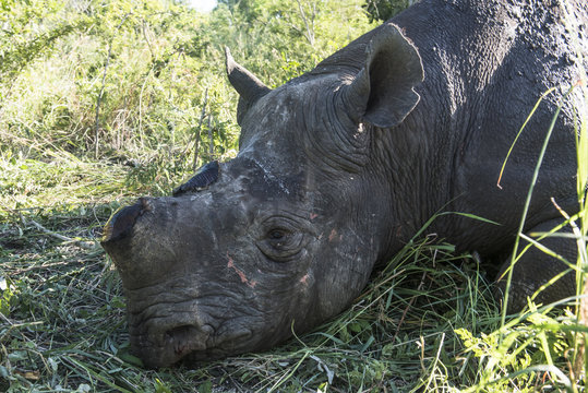 Dehorning Black Rhino for conservation