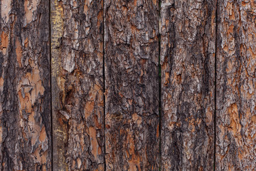 Texture bark of pine tree closeup