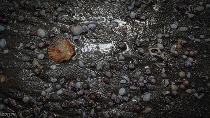 Shells in the Sand