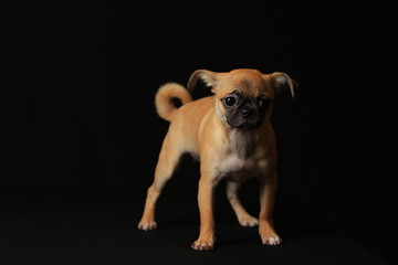 Pug and Chihuahua mix dog (Chug), パグとチワワのミックス犬, チワパグ