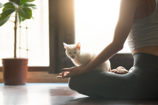 Close up photo of young attractive woman practicing yoga, sitting in Half Lotus exercise, Ardha Padmasana pose, working out indoor house interior, rear view, cute funny white cat sitting on her lap