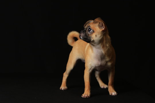 Pug and Chihuahua mix dog (Chug), パグとチワワのミックス犬, チワパグ